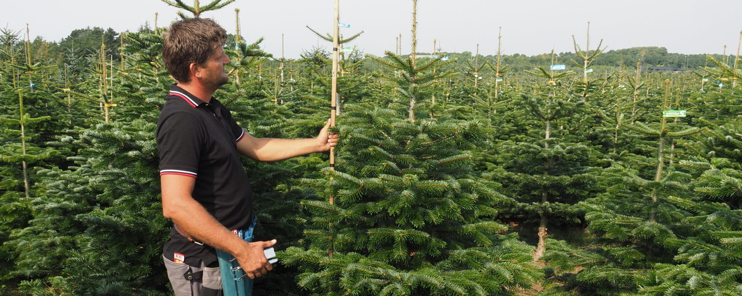 Sélection et marquage des arbres nordmann sur le terrain