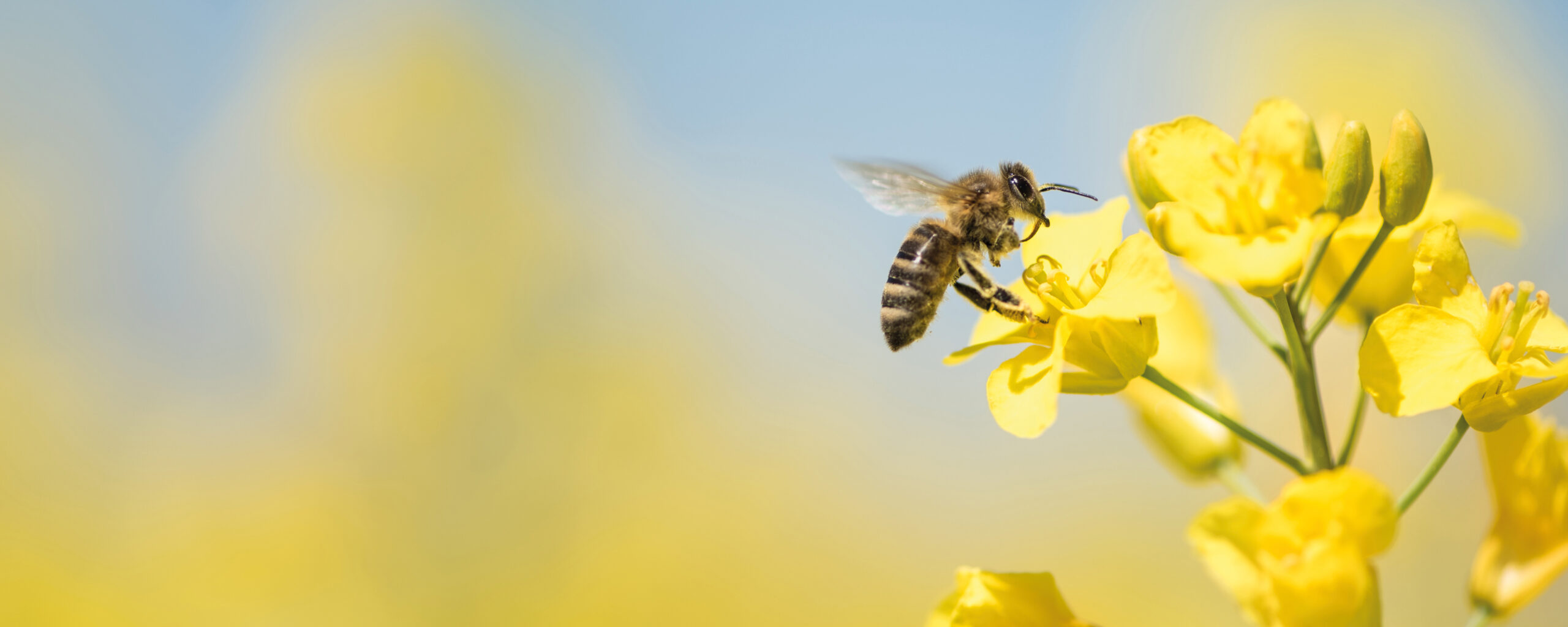 Abeille collectant du pollen sur une fleur de colza jaune