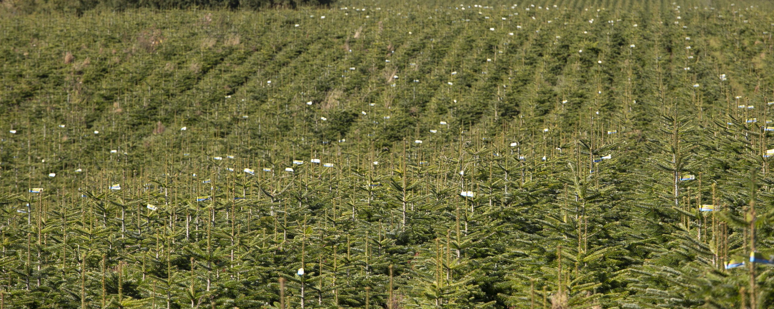 Arbodania manutention saisonnière des palettes pour arbres de Noël