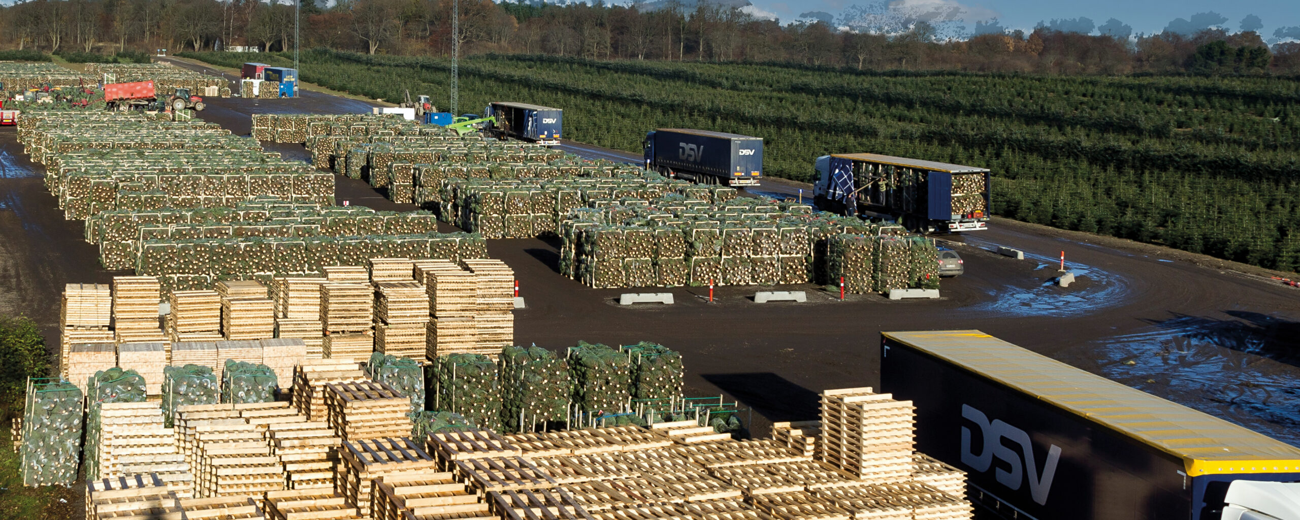 Chargement de camions à Arbodania, stockage saisonnier de palettes d’arbres de Noël